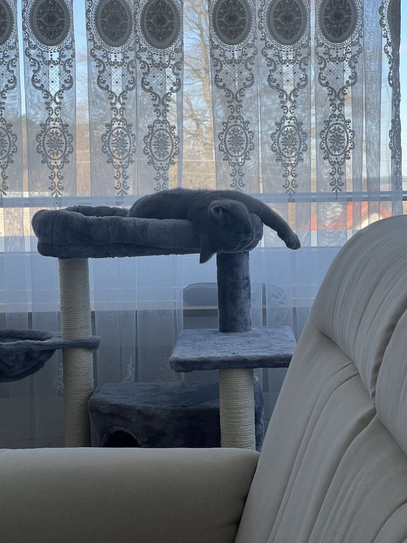 Bkh Kitten, Kater, 4 Monate alt