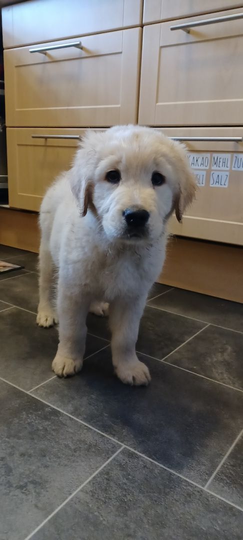 Golden retriever welpen