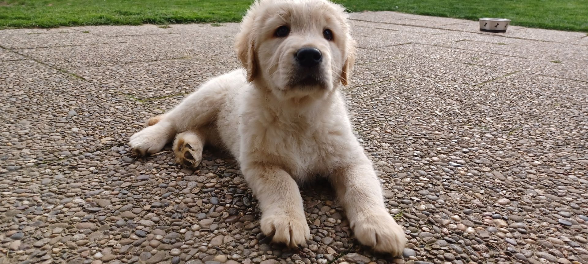 Golden retriever welpen