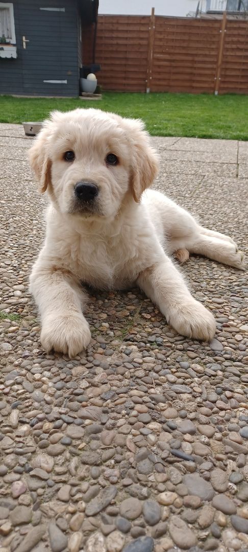 Golden retriever welpen