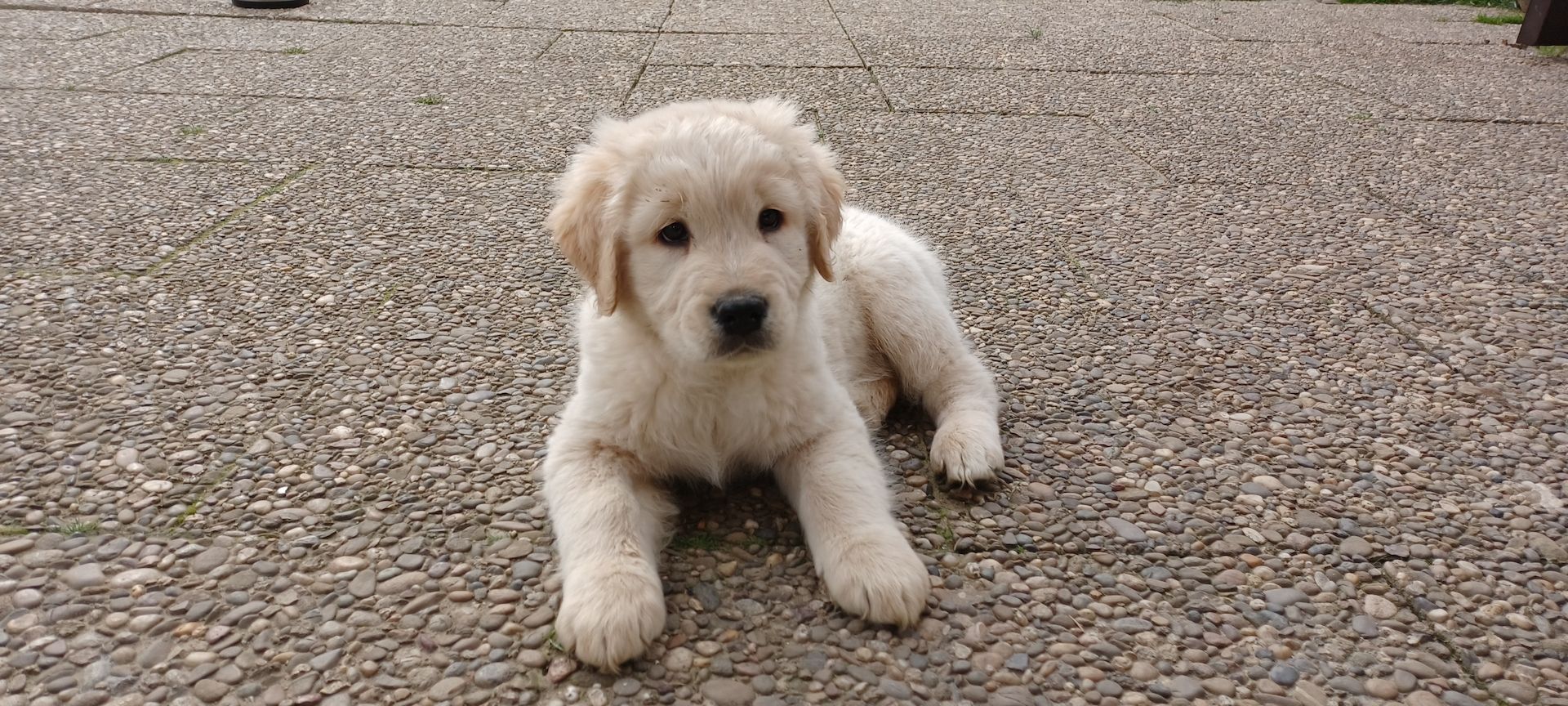 Golden retriever welpen