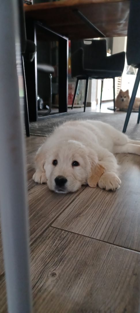 Golden retriever welpen