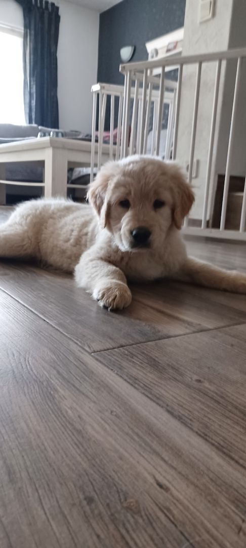 Golden retriever welpen