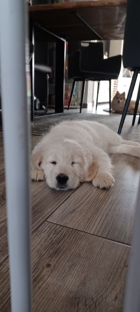 Golden retriever welpen