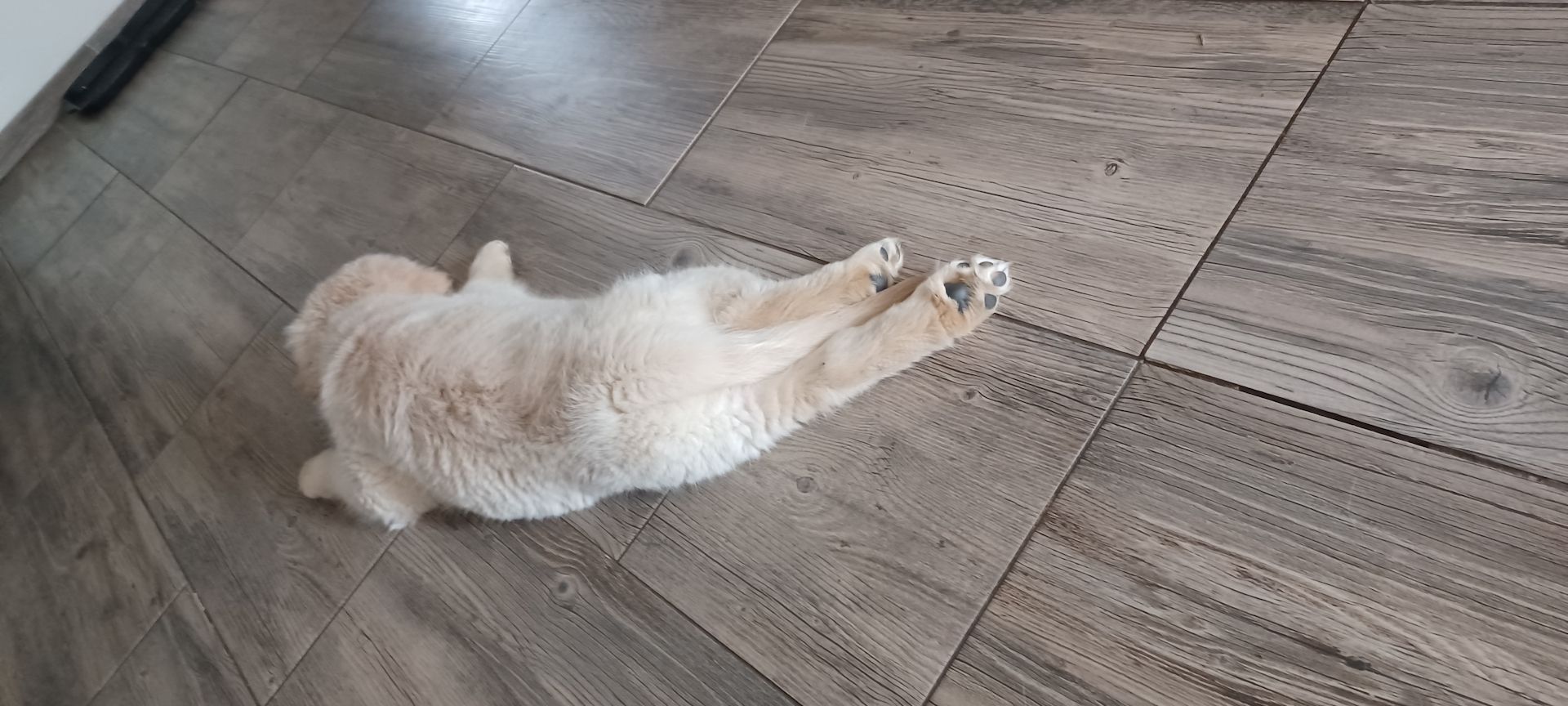 Golden retriever welpen