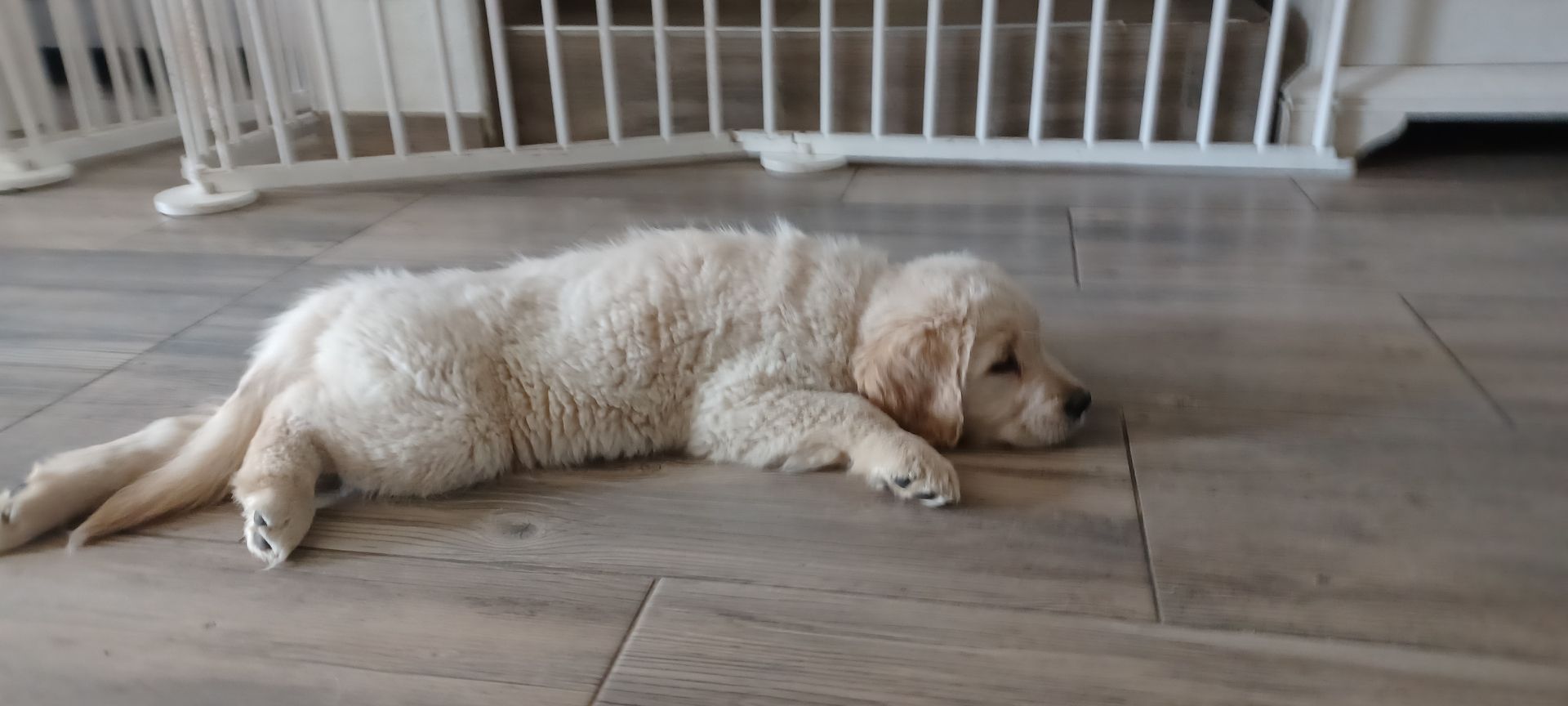 Golden retriever welpen