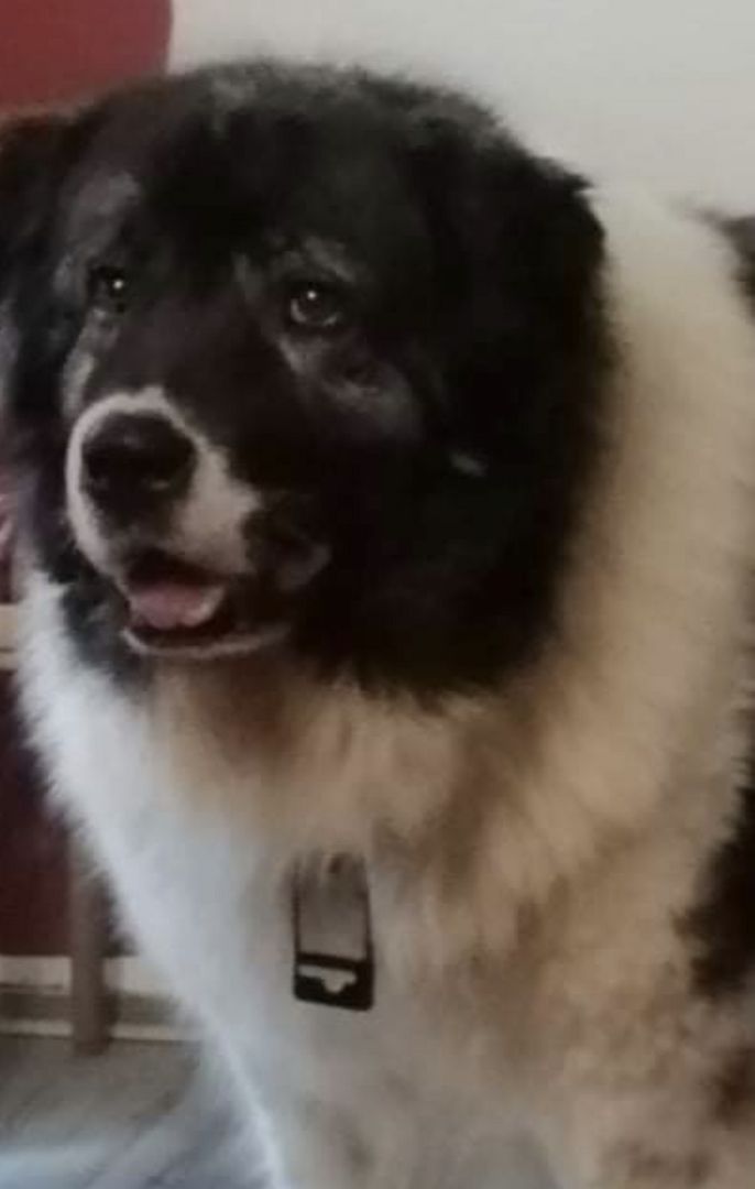 Cleopatra Best Kavkazs de Romania geb. 04.08.2016  mit FCI Papieren Cleopatra Best Kavkazs de Romania geb. 04.08.2016  mit FCI Papieren