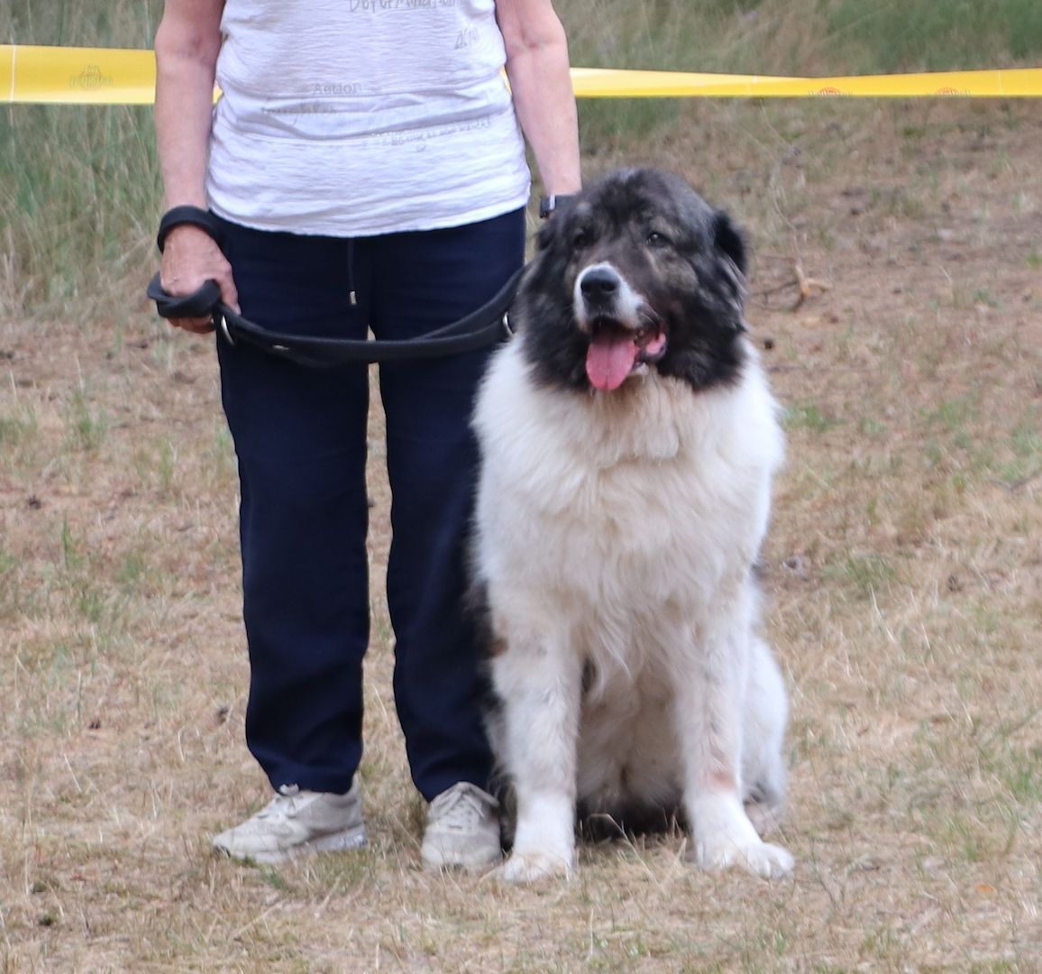 Cleopatra Best Kavkazs de Romania geb. 04.08.2016  mit FCI Papieren Cleopatra Best Kavkazs de Romania geb. 04.08.2016  mit FCI Papieren