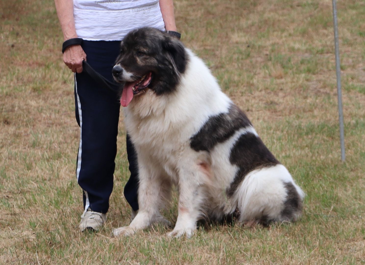 Cleopatra Best Kavkazs de Romania geb. 04.08.2016  mit FCI Papieren Cleopatra Best Kavkazs de Romania geb. 04.08.2016  mit FCI Papieren