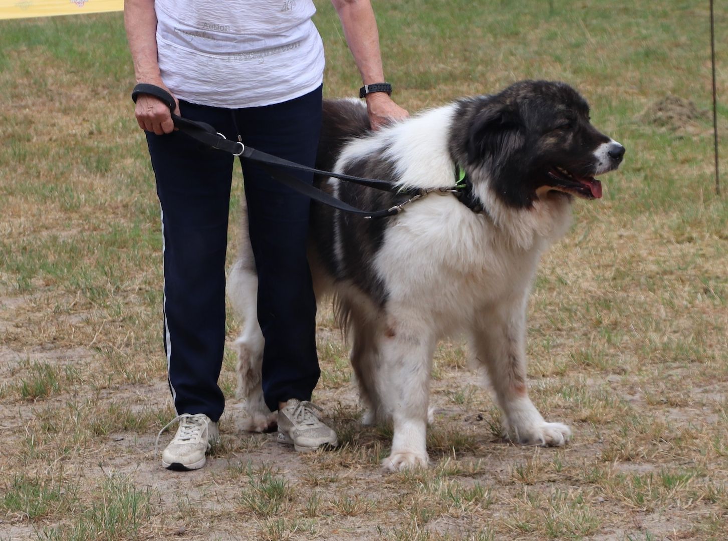 Cleopatra Best Kavkazs de Romania geb. 04.08.2016  mit FCI Papieren Cleopatra Best Kavkazs de Romania geb. 04.08.2016  mit FCI Papieren