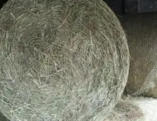 Heu Pferdeheu Pferdefutter Rundballen Heuballen Wiesenheu