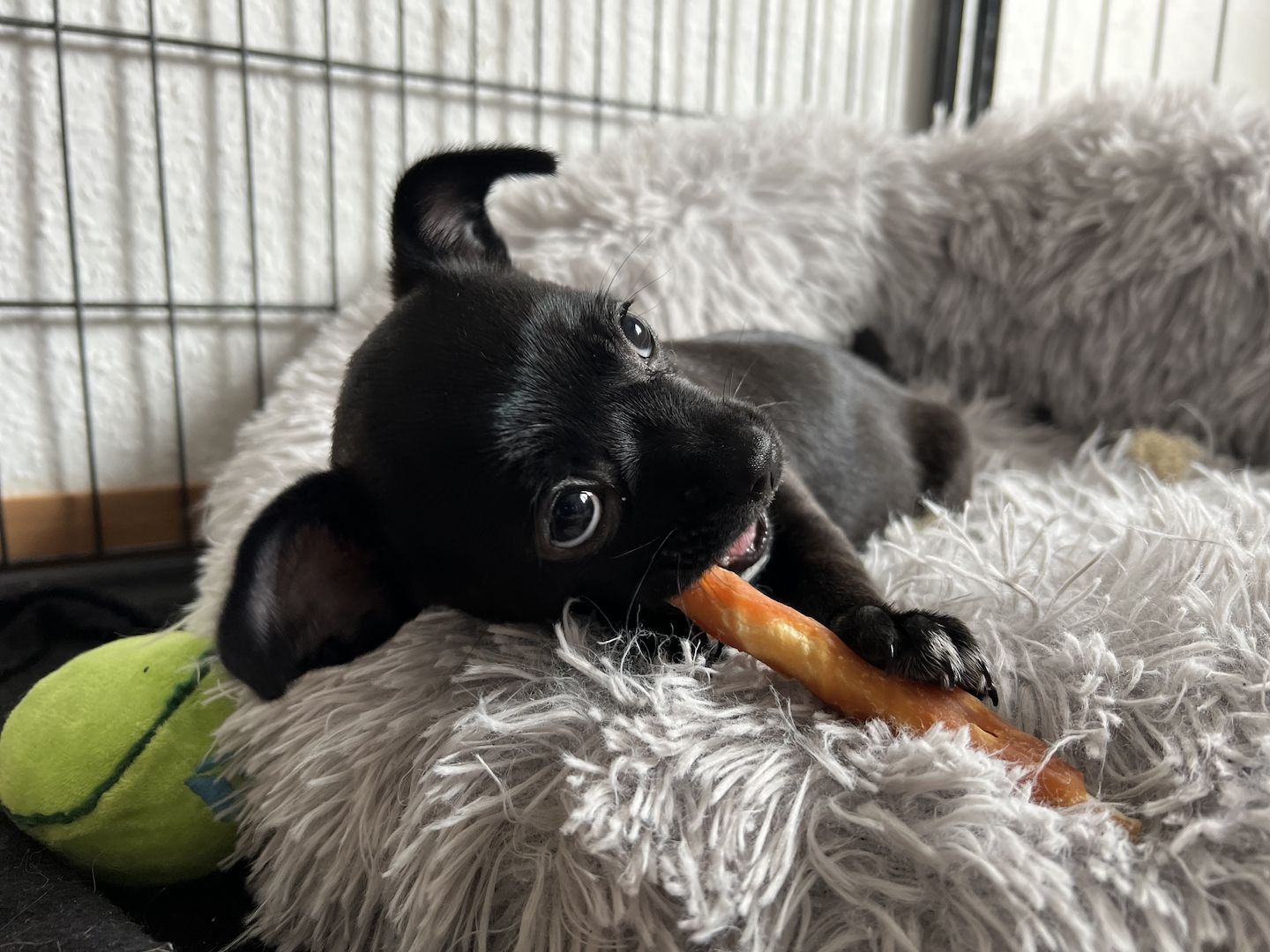 Chihuahua Mischlings Welpe Chihuahua Mischlings Welpe