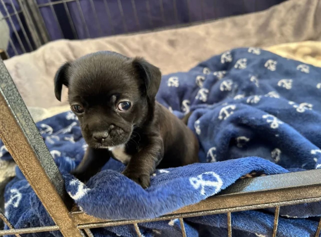 Chihuahua Mischlings Welpe Chihuahua Mischlings Welpe