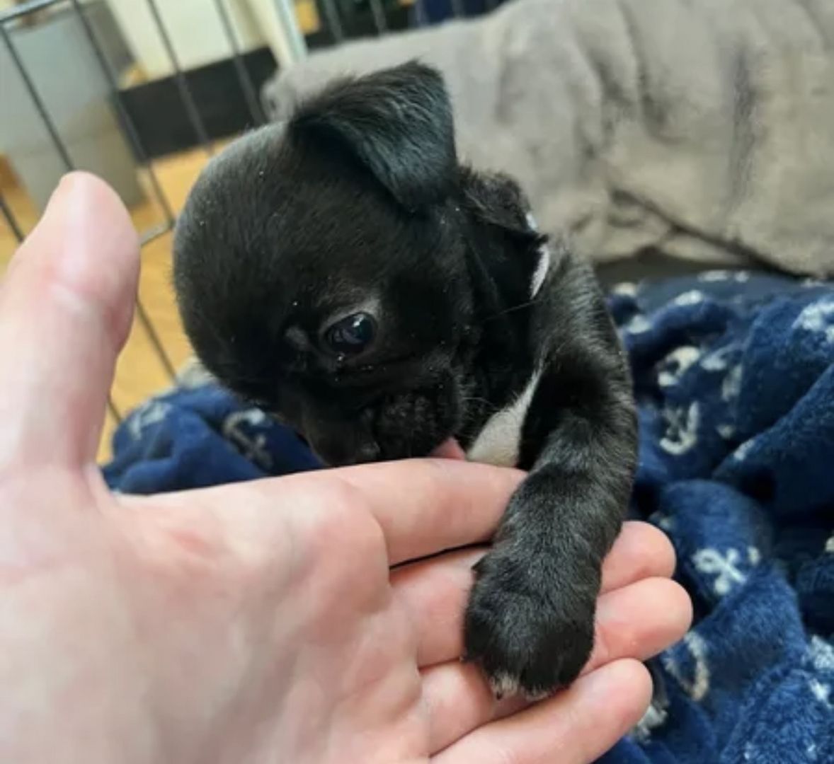 Chihuahua Mischlings Welpe Chihuahua Mischlings Welpe