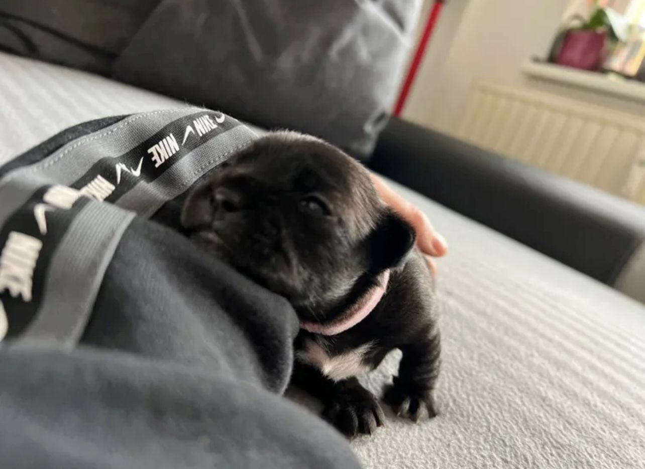 Chihuahua Mischlings Welpe Chihuahua Mischlings Welpe