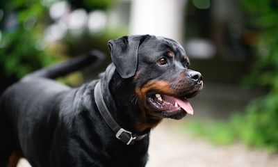 Rottweiler
