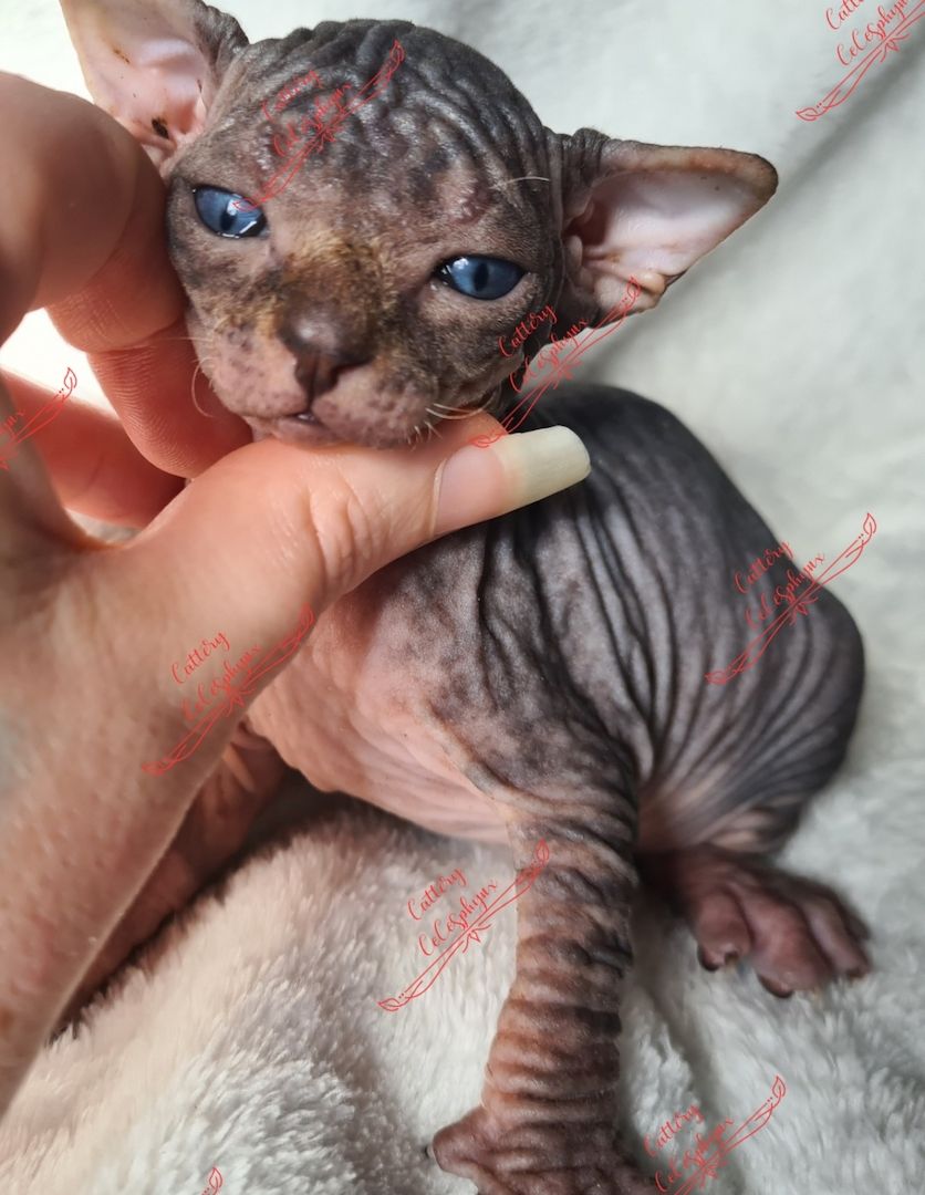 Canadian Sphynx kitten vom Züchter
