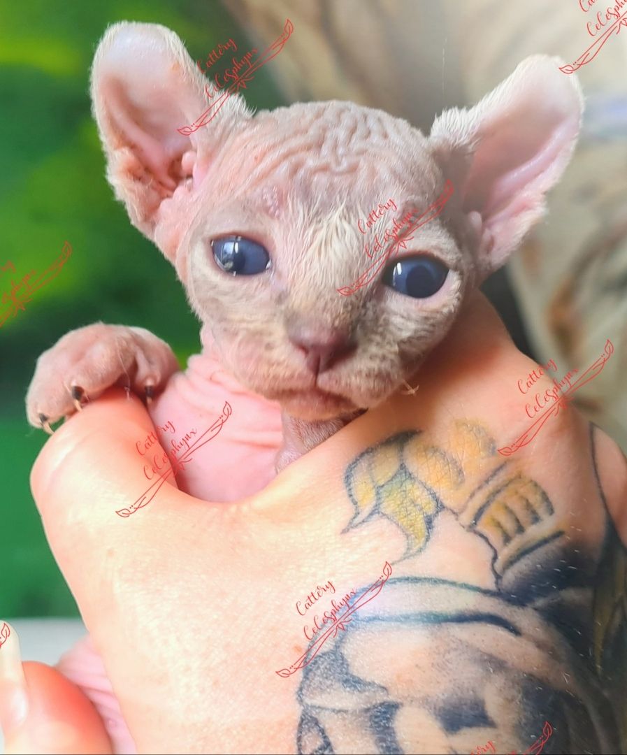 Canadian Sphynx kitten vom Züchter