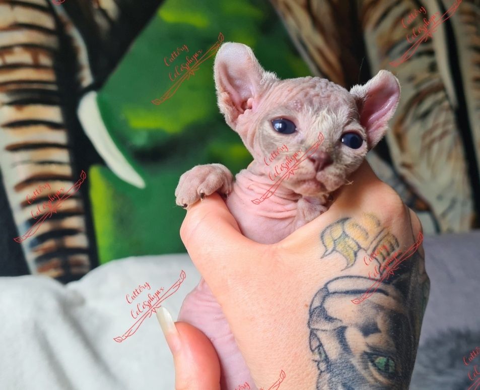 Canadian Sphynx kitten vom Züchter