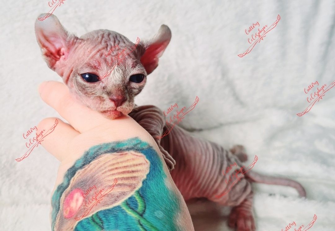 Canadian Sphynx kitten vom Züchter