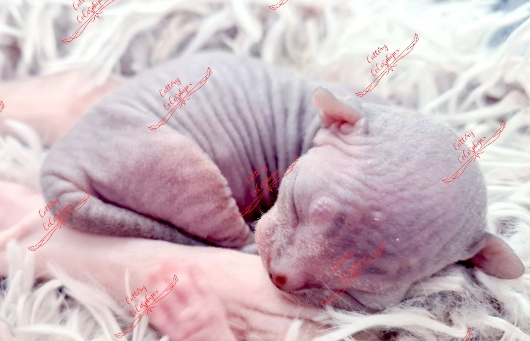 Canadian Sphynx kitten vom Züchter