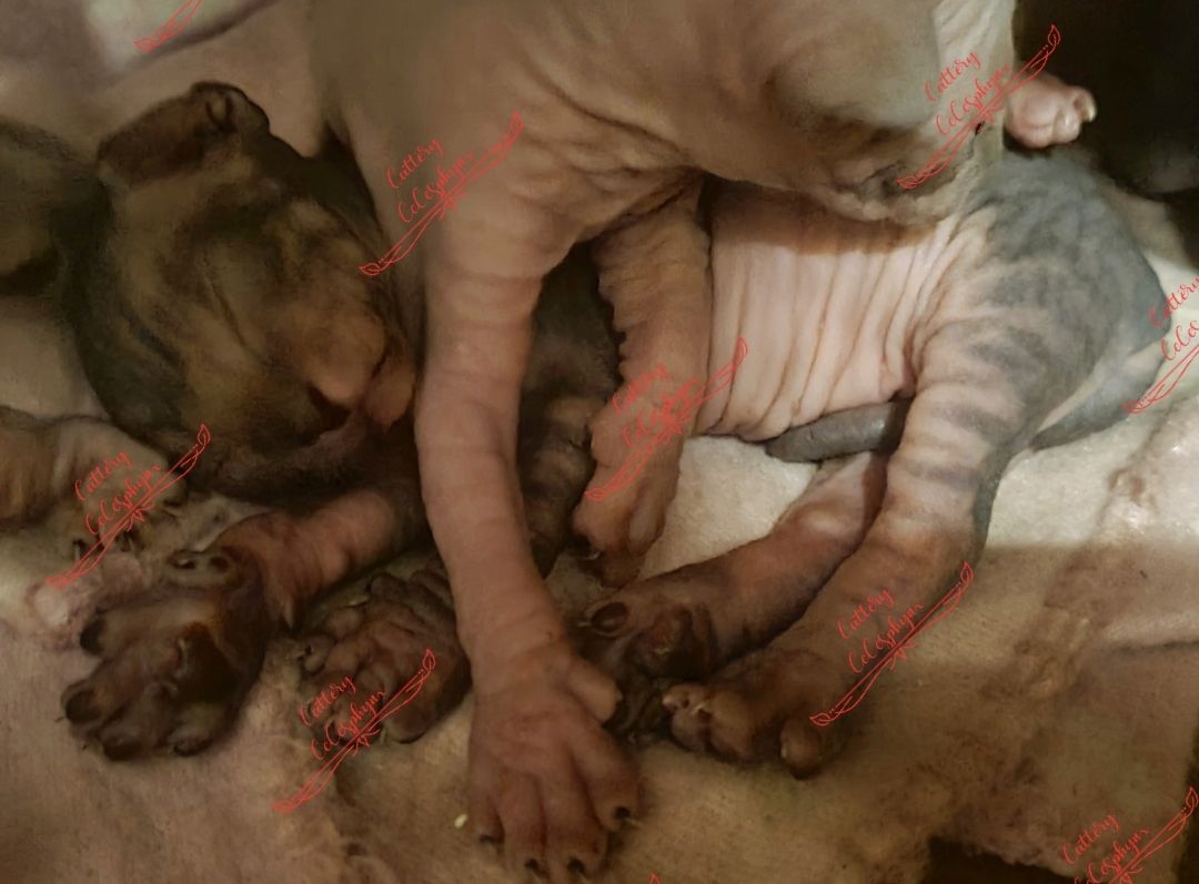 Canadian Sphynx kitten vom Züchter