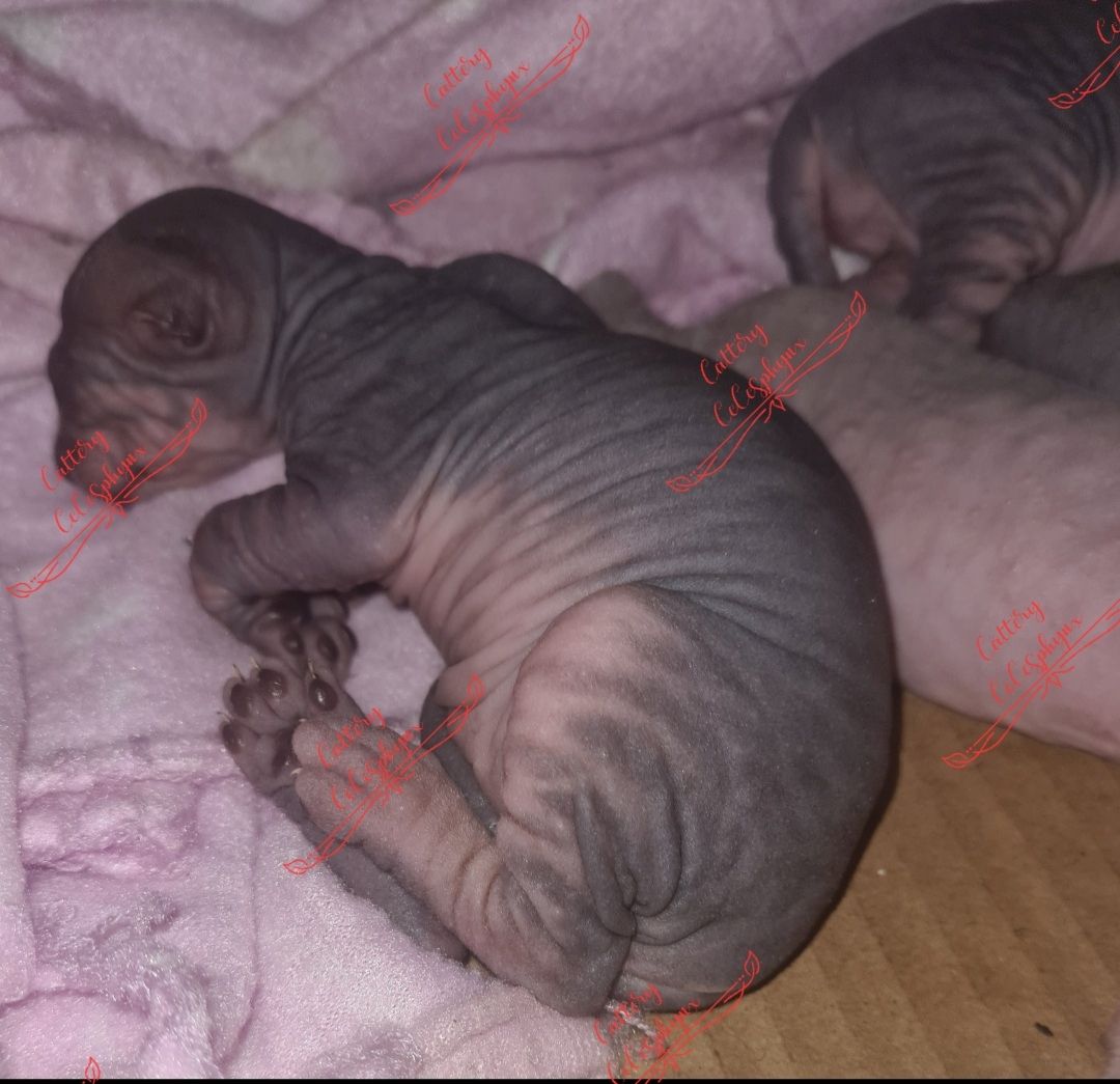 Canadian Sphynx kitten vom Züchter