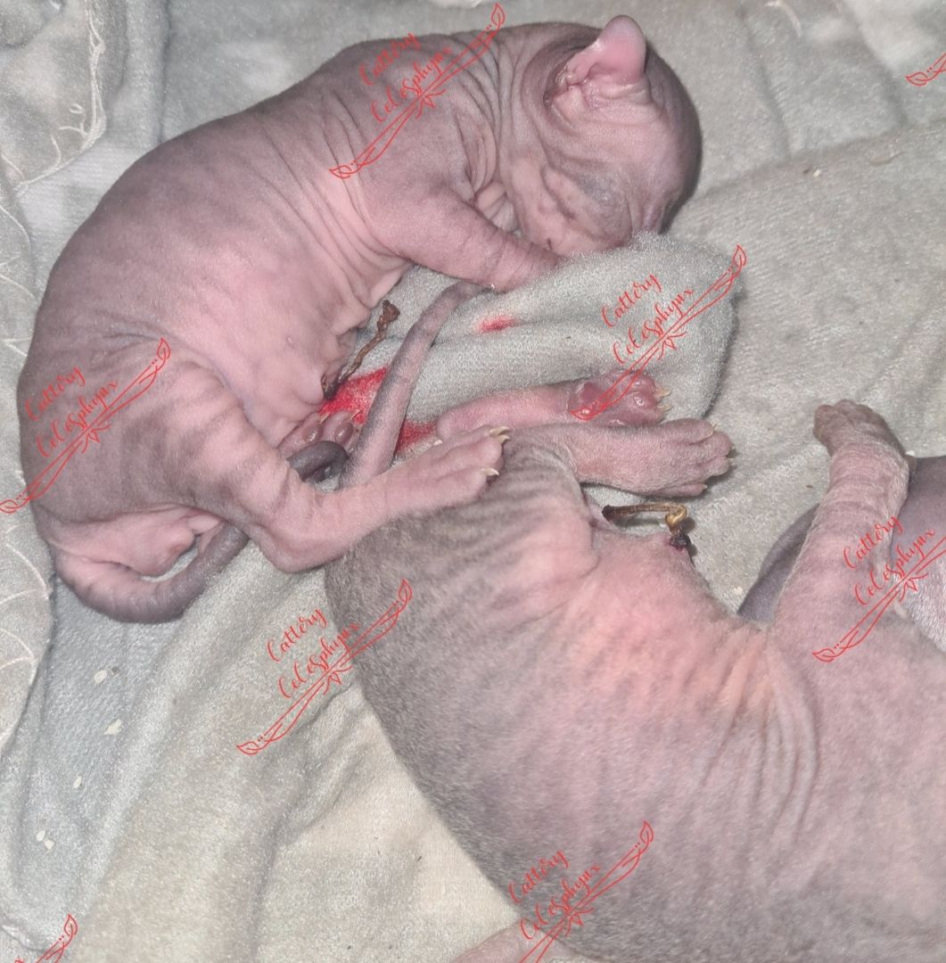 Canadian Sphynx kitten vom Züchter