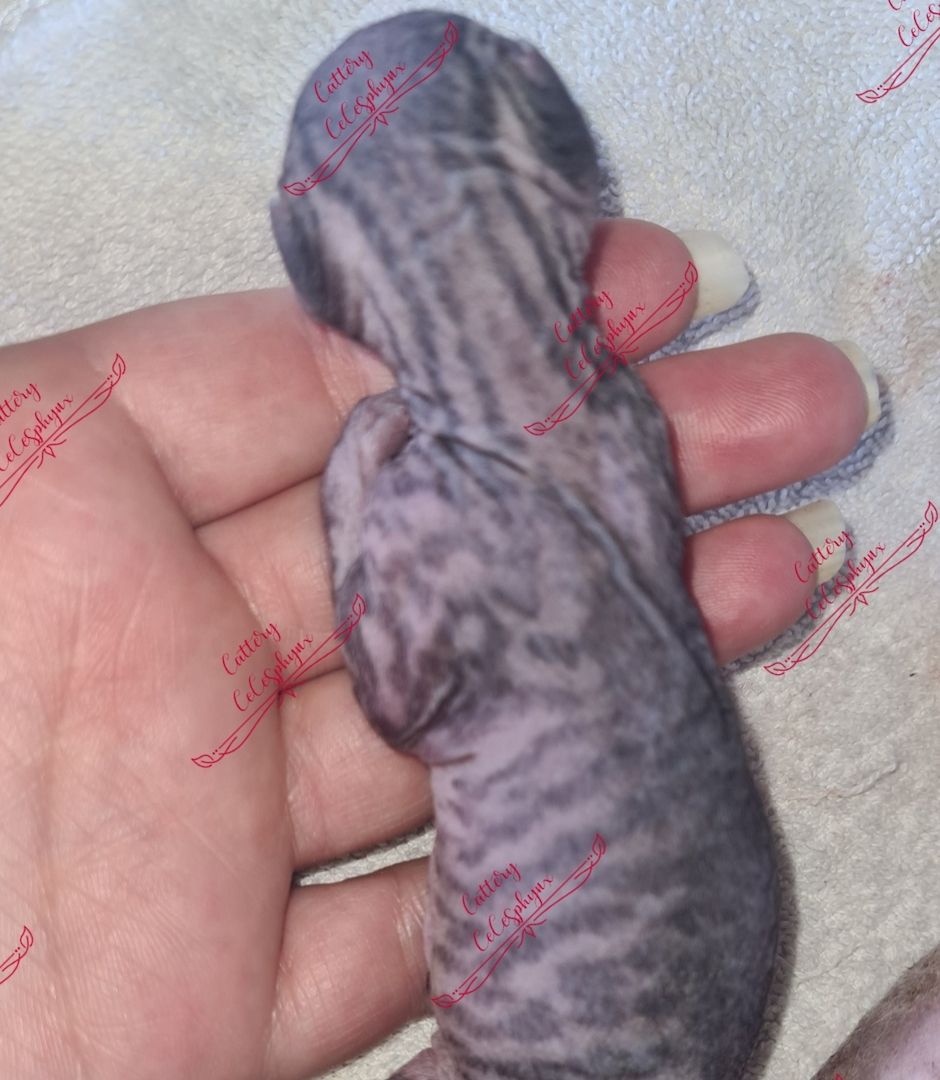 Canadian Sphynx kitten vom Züchter