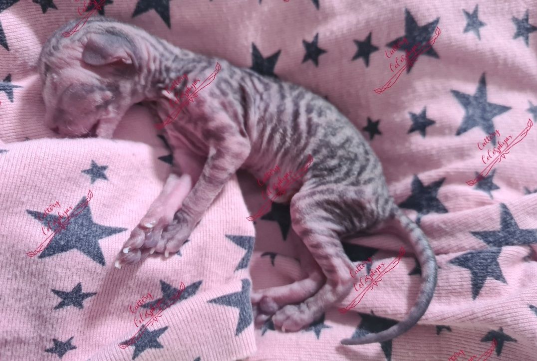 Canadian Sphynx kitten vom Züchter