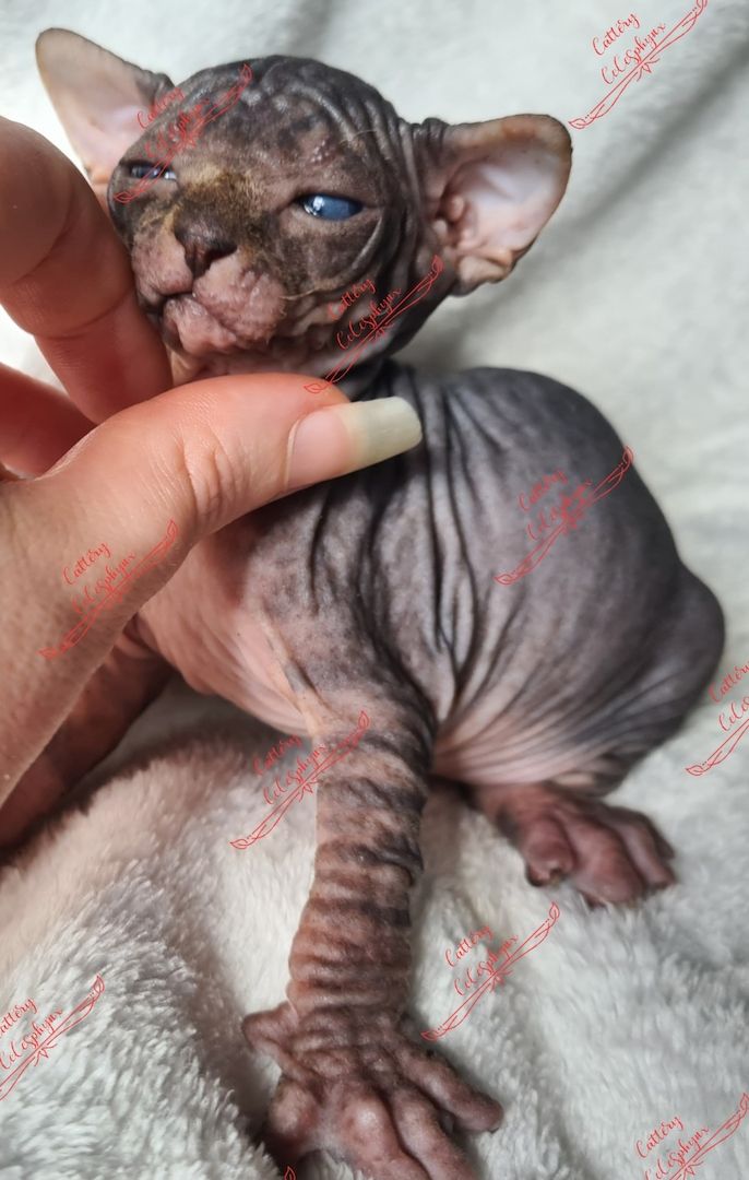 Canadian Sphynx kitten vom Züchter