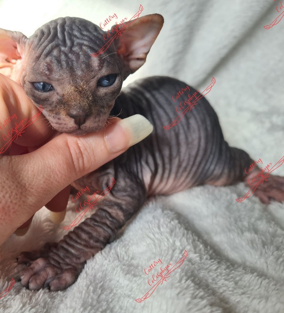 Canadian Sphynx kitten vom Züchter