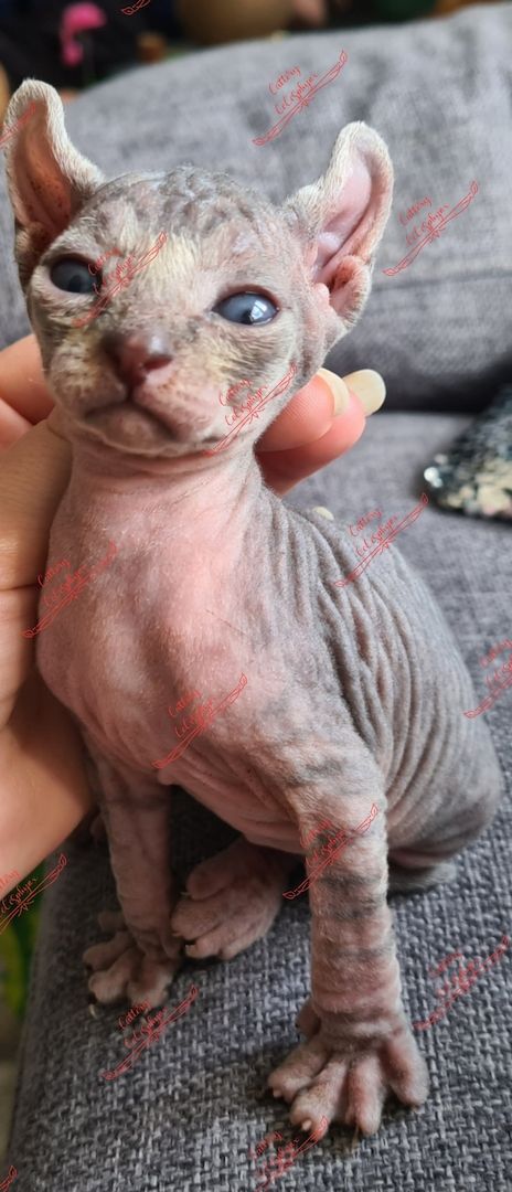 Canadian Sphynx kitten vom Züchter