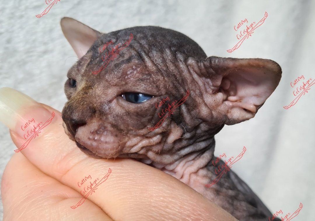 Canadian Sphynx kitten vom Züchter