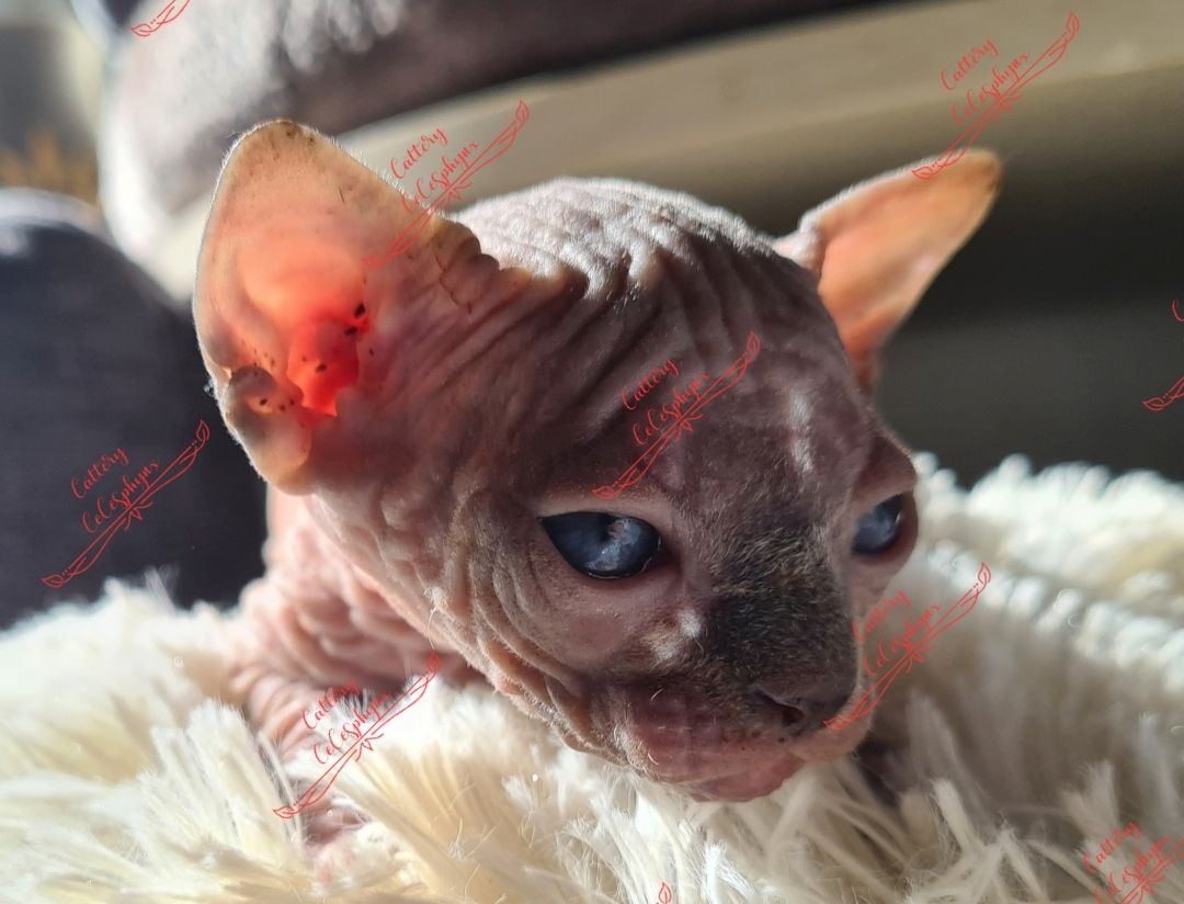 Canadian Sphynx kitten vom Züchter