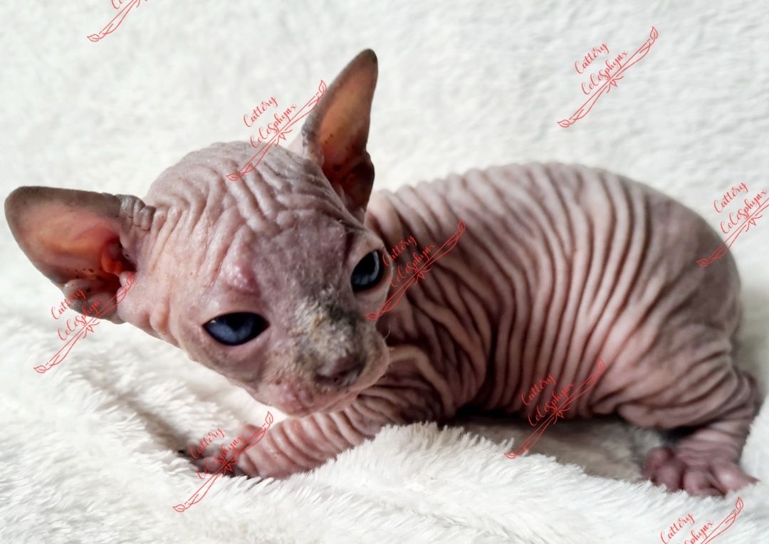 Canadian Sphynx kitten vom Züchter