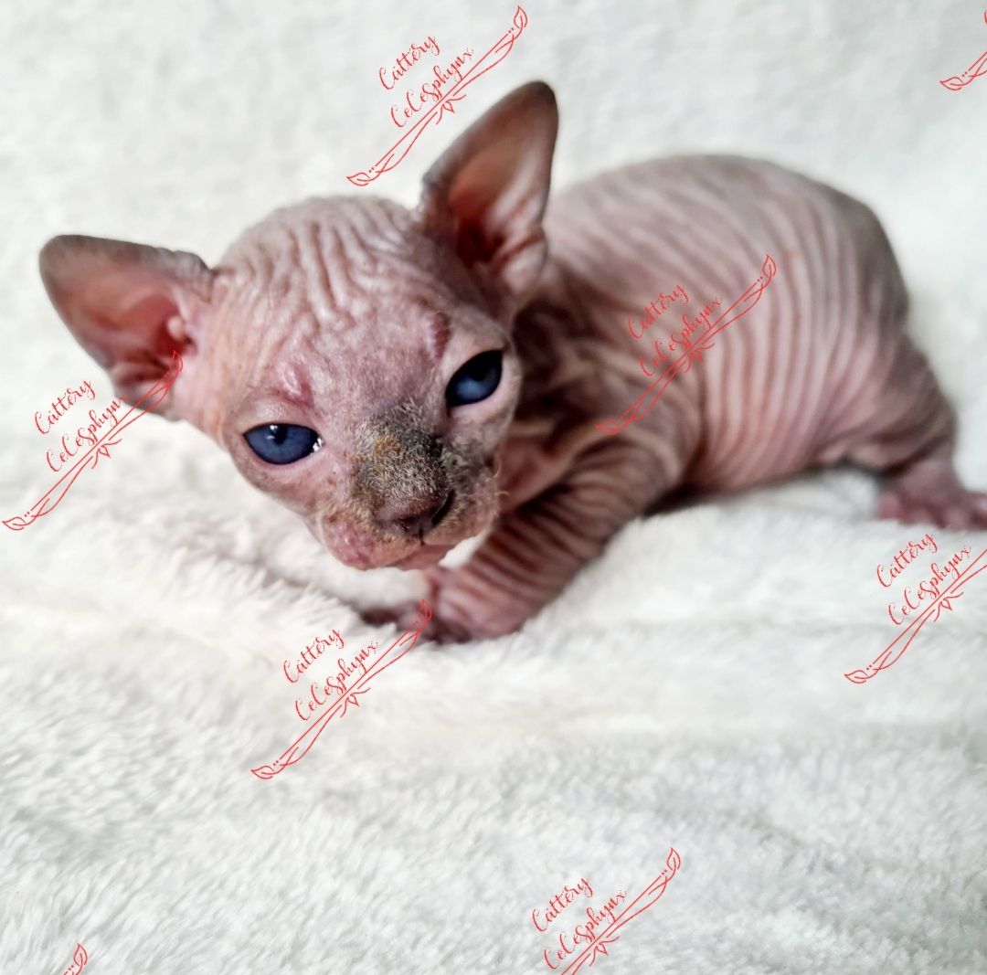 Canadian Sphynx kitten vom Züchter