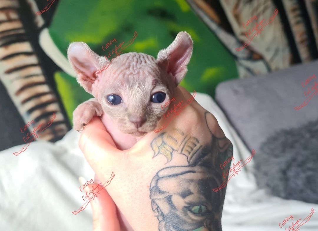 Canadian Sphynx kitten vom Züchter