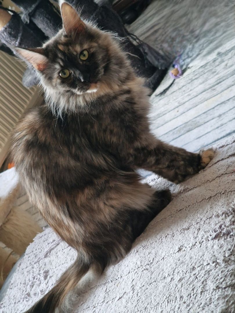 Maine Coon weibl. 1,4 Jahre Maine Coon weibl. 1,4 Jahre