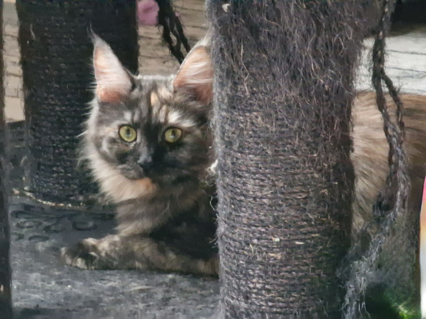 Maine Coon weibl. 1,4 Jahre Maine Coon weibl. 1,4 Jahre