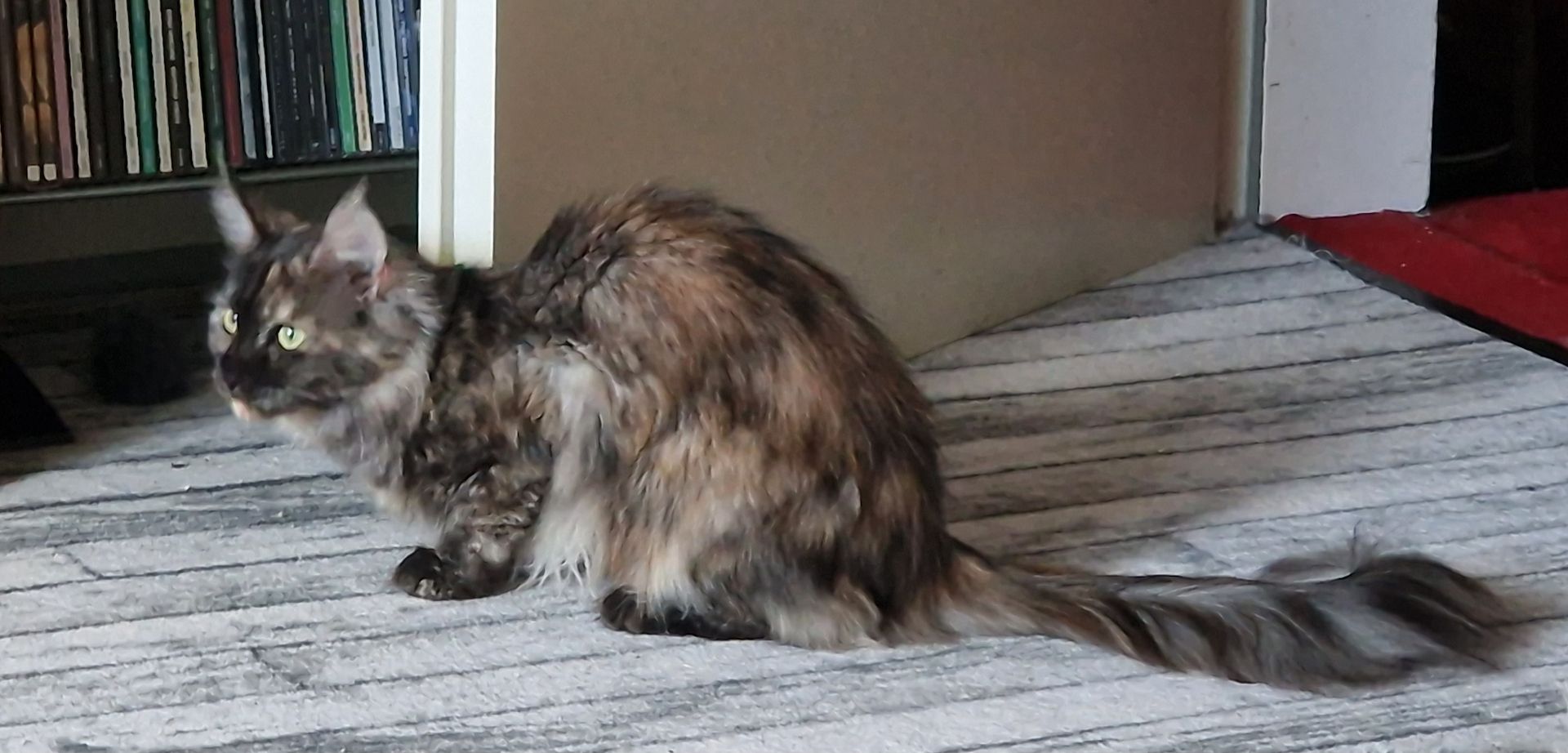 Maine Coon weibl. 1,4 Jahre Maine Coon weibl. 1,4 Jahre