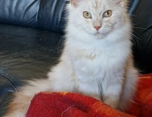 Maine Coon Kater, 5 Monate