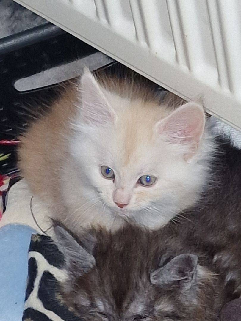 Maine Coon Kater, 5 Monate