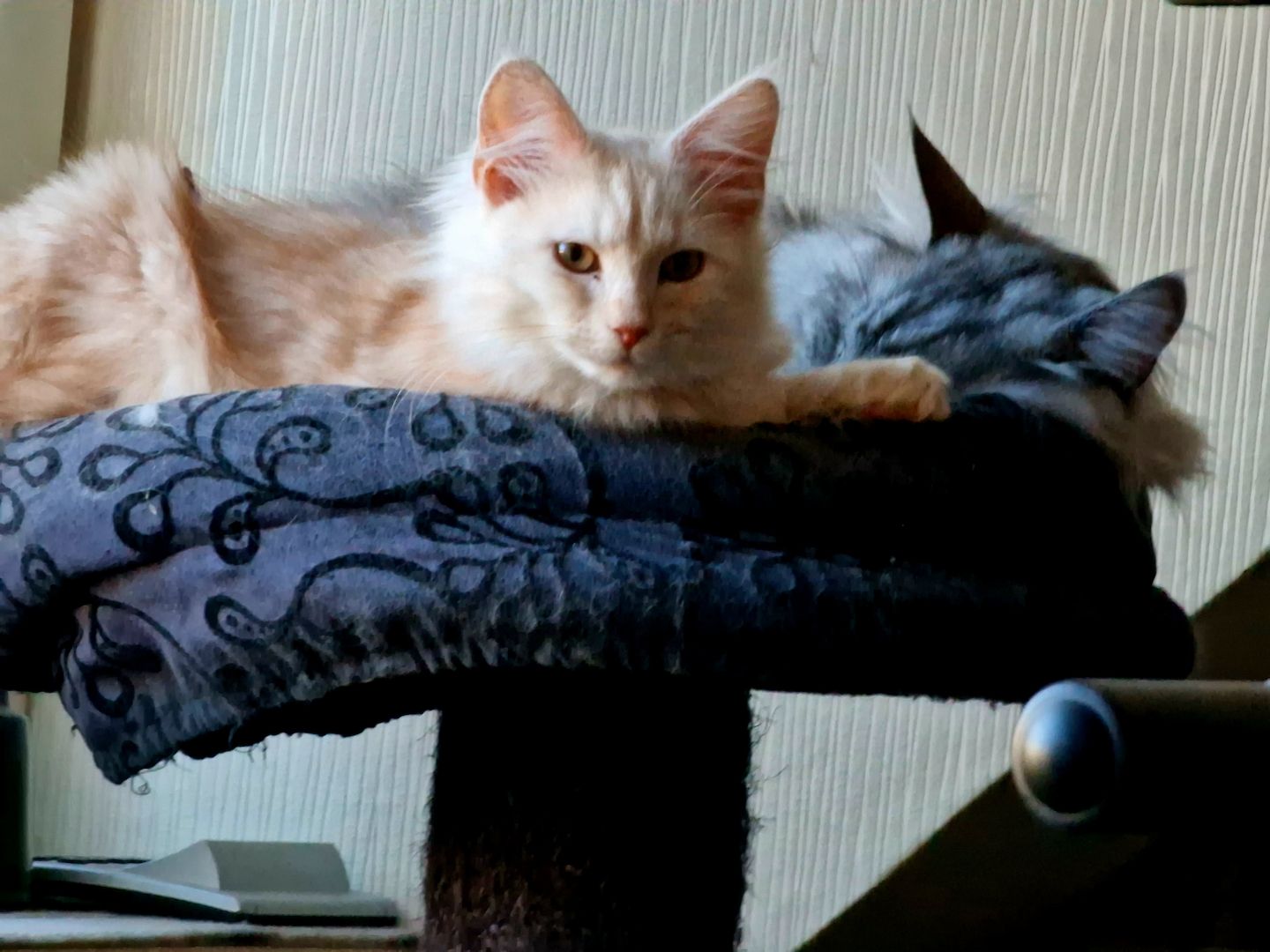 Maine Coon Kater, 5 Monate