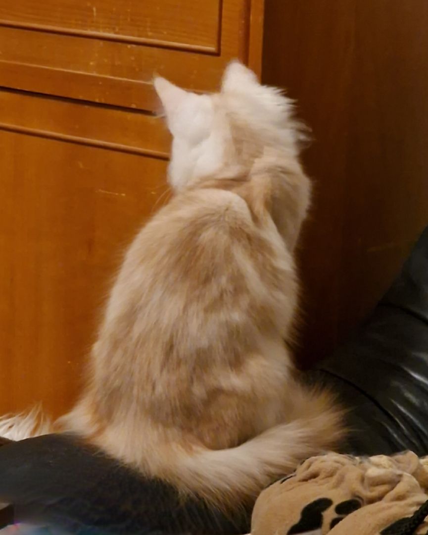 Maine Coon Kater, 5 Monate