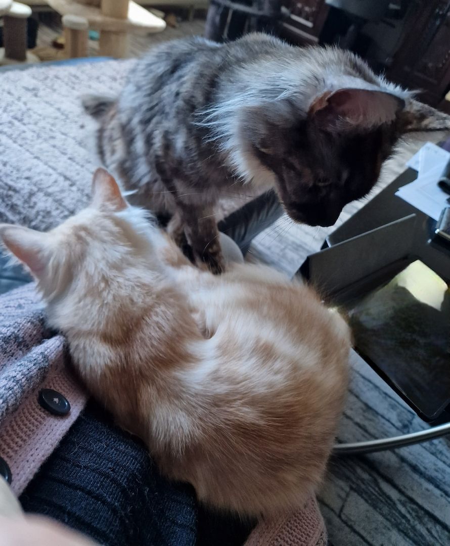 Maine Coon Kater, 5 Monate