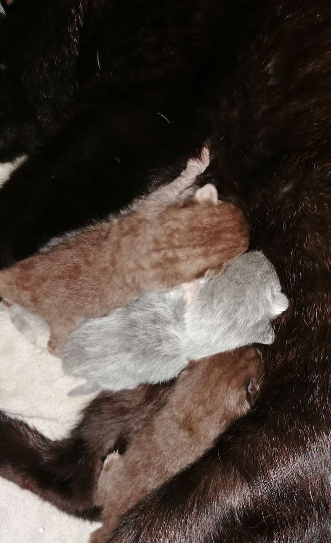 Bkh-kitten in blue lailac chocolate