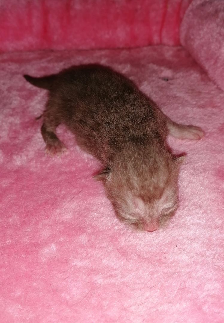 Bkh-kitten in blue lailac chocolate