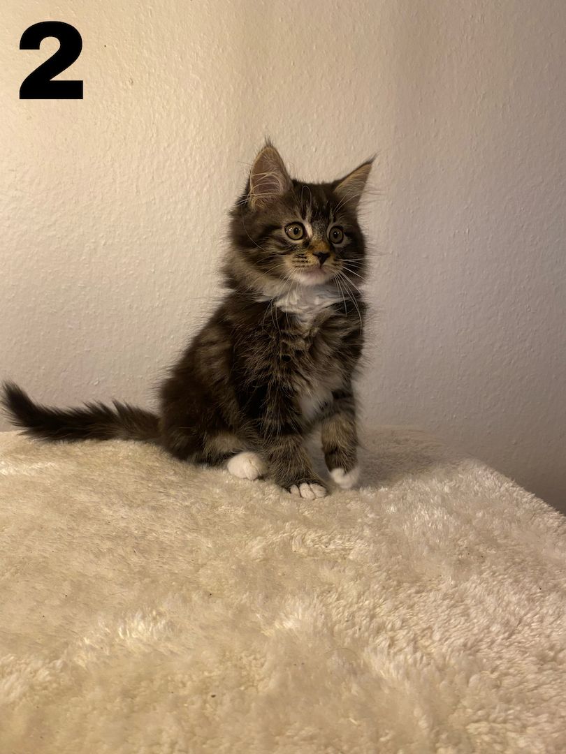 Maine Coon Kitten