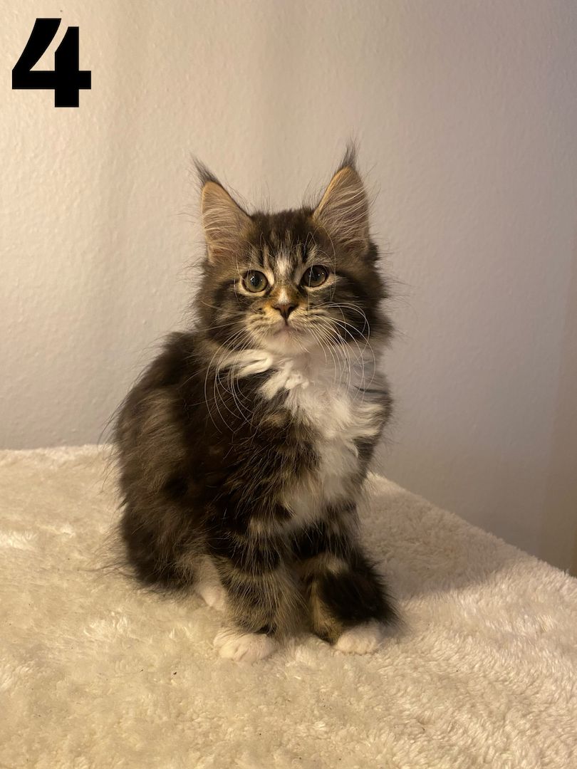 Maine Coon Kitten